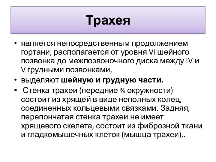 Трахея является непосредственным продолжением гортани, располагается от уровня VI шейного