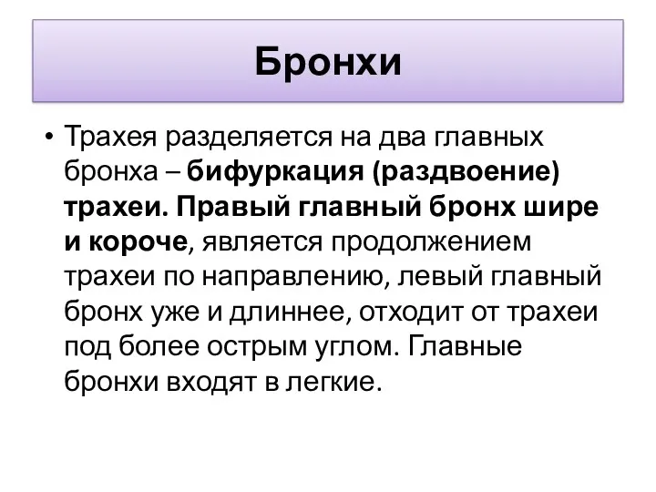 Бронхи Трахея разделяется на два главных бронха – бифуркация (раздвоение)