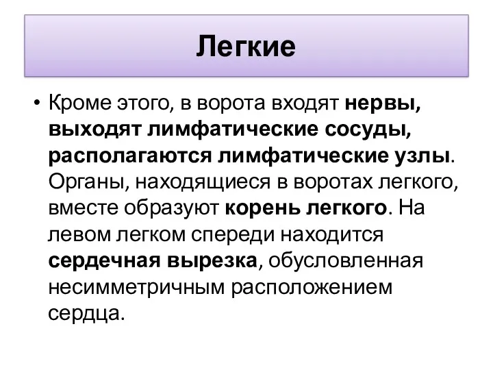 Легкие Кроме этого, в ворота входят нервы, выходят лимфатические сосуды,