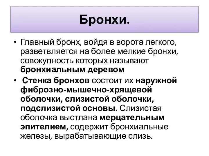 Бронхи. Главный бронх, войдя в ворота легкого, разветвляется на более