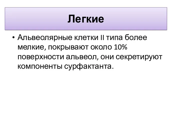 Легкие Альвеолярные клетки II типа более мелкие, покрывают около 10% поверхности альвеол, они секретируют компоненты сурфактанта.