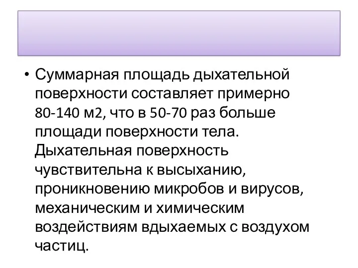 Суммарная площадь дыхательной поверхности составляет примерно 80-140 м2, что в