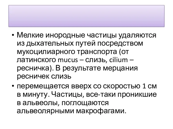 Мелкие инородные частицы удаляются из дыхательных путей посредством мукоцилиарного транспорта