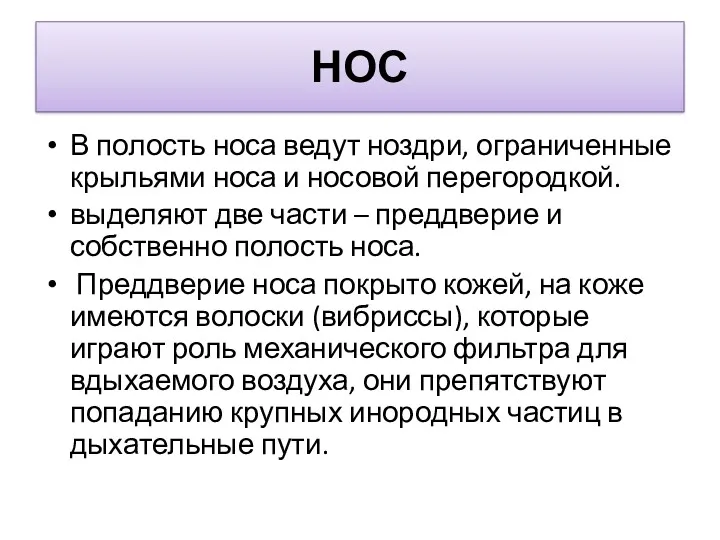 НОС В полость носа ведут ноздри, ограниченные крыльями носа и