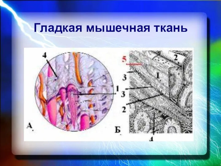 Гладкая мышечная ткань