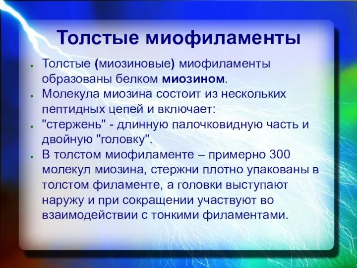 Толстые миофиламенты Толстые (миозиновые) миофиламенты образованы белком миозином. Молекула миозина