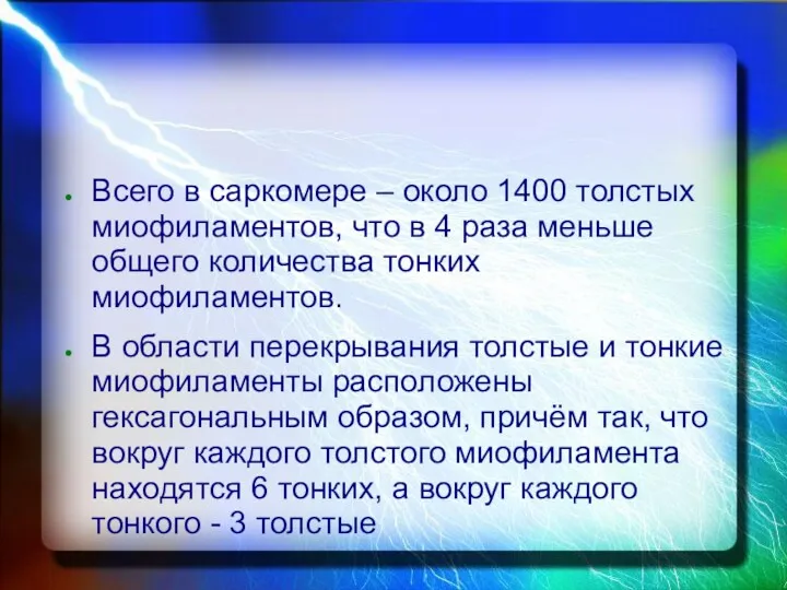 Всего в саркомере – около 1400 толстых миофиламентов, что в