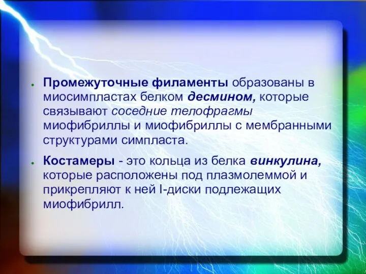 Промежуточные филаменты образованы в миосимпластах белком десмином, которые связывают соседние