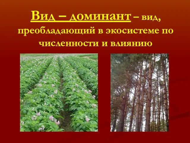 Вид – доминант – вид, преобладающий в экосистеме по численности и влиянию