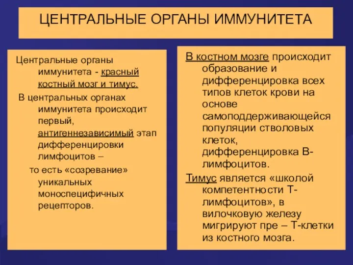 ЦЕНТРАЛЬНЫЕ ОРГАНЫ ИММУНИТЕТА Центральные органы иммунитета - красный костный мозг