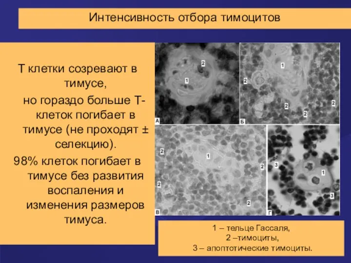 Интенсивность отбора тимоцитов T клетки созревают в тимусе, но гораздо
