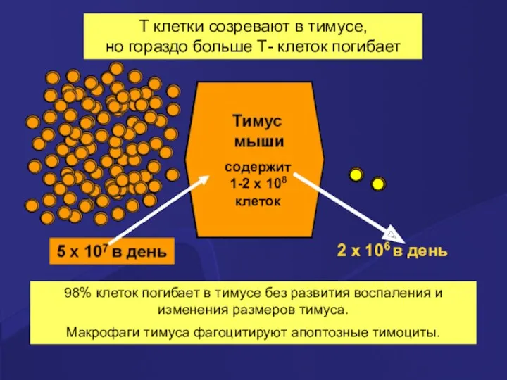 T клетки созревают в тимусе, но гораздо больше Т- клеток