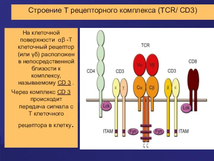 Строение Т рецепторного комплекса (TCR/ CD3) На клеточной поверхности αβ
