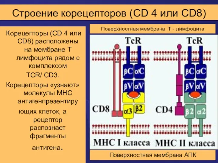 Строение корецепторов (CD 4 или CD8) Корецепторы (CD 4 или