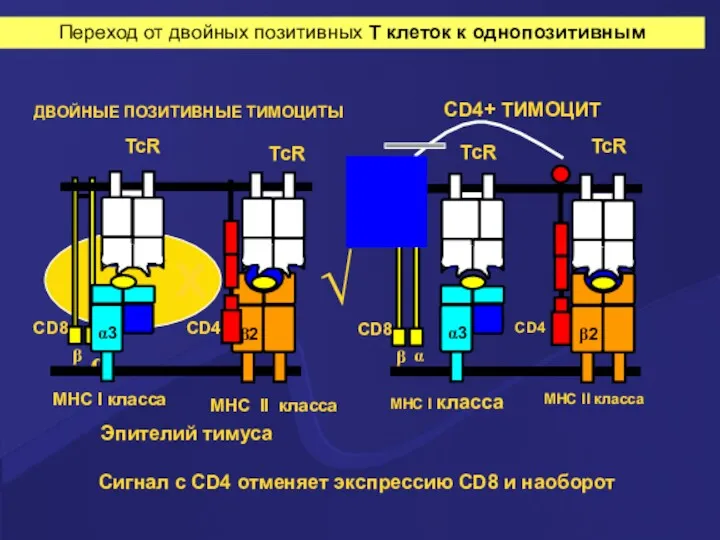 Сигнал с CD4 отменяет экспрессию CD8 и наоборот ДВОЙНЫЕ ПОЗИТИВНЫЕ