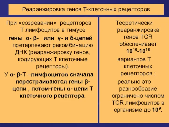 Реаранжировка генов T-клеточных рецепторов При «созревании» рецепторов Т лимфоцитов в