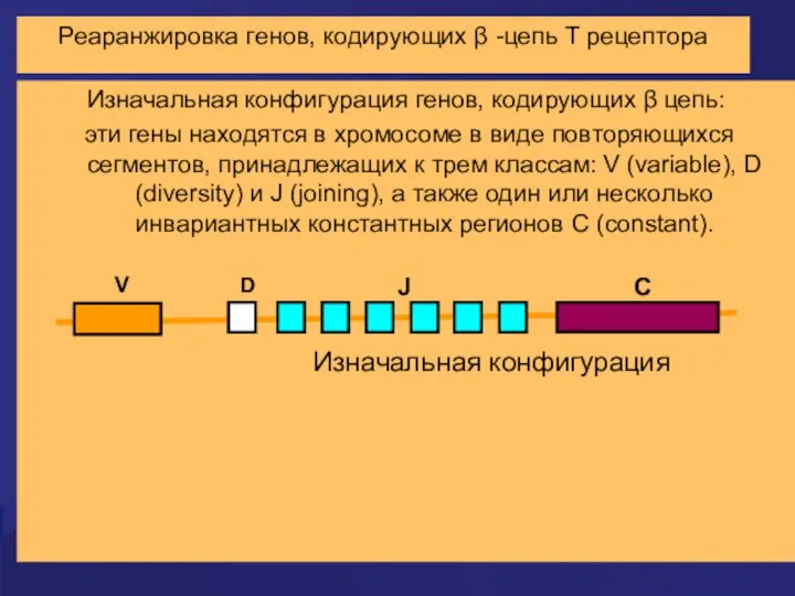 Реаранжировка генов, кодирующих β -цепь Т рецептора Изначальная конфигурация генов,