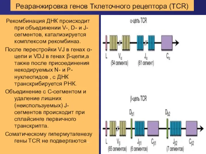 Реаранжировка генов Тклеточного рецептора (TCR) Рекомбинация ДНК происходит при объединении