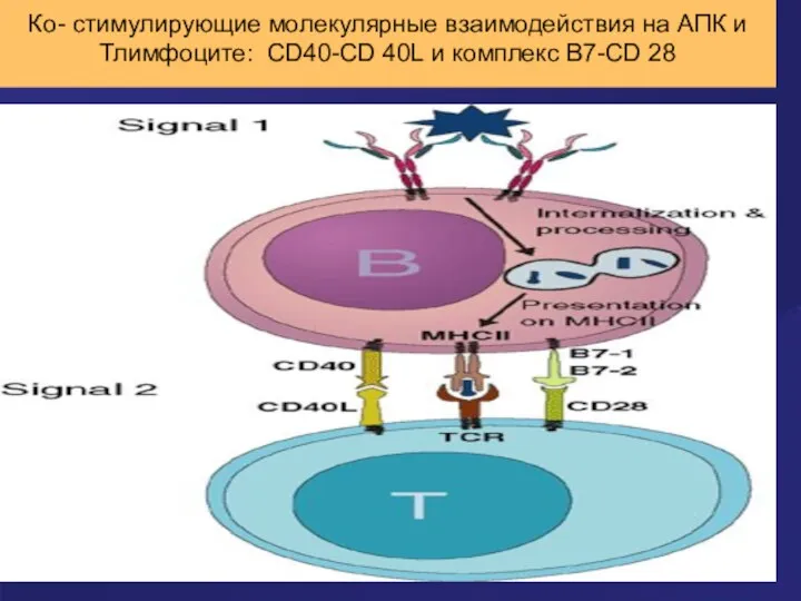 Ко- стимулирующие молекулярные взаимодействия на АПК и Тлимфоците: CD40-CD 40L и комплекс B7-CD 28