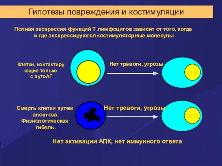 Гипотезы повреждения и костимуляции Полная экспрессия функций Т лимфоцитов зависит