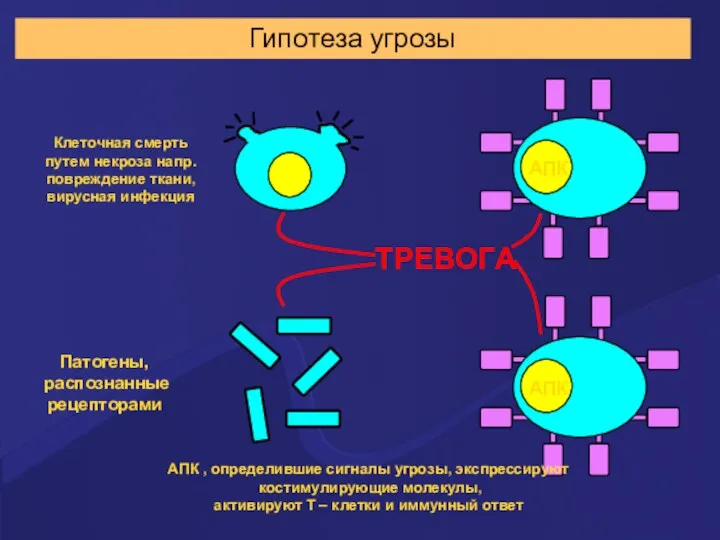 Гипотеза угрозы АПК , определившие сигналы угрозы, экспрессируют костимулирующие молекулы,