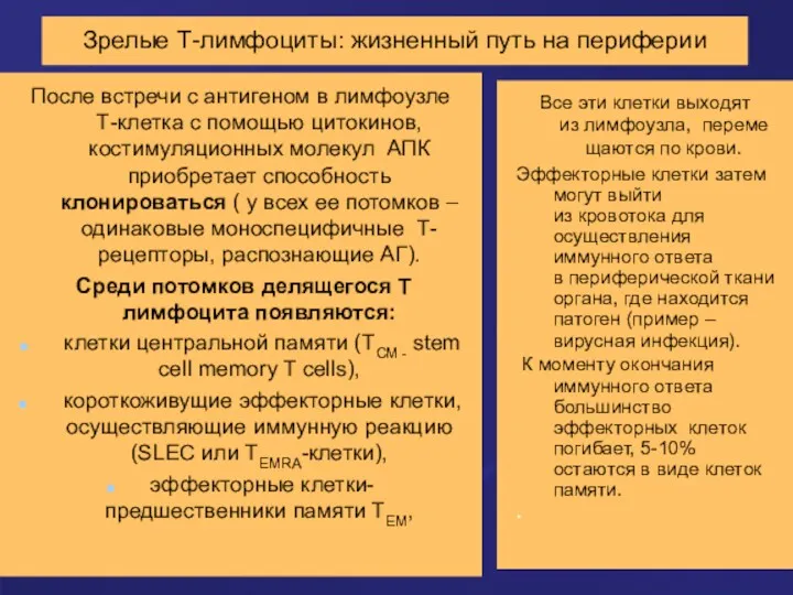 Зрелые Т-лимфоциты: жизненный путь на периферии После встречи с антигеном