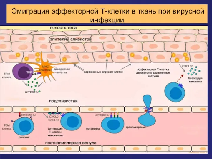 Эмиграция эффекторной Т-клетки в ткань при вирусной инфекции