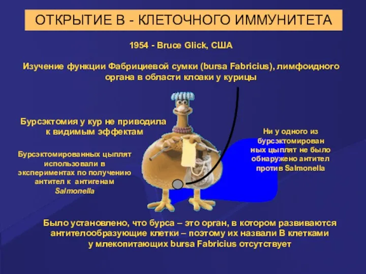 ОТКРЫТИЕ В - КЛЕТОЧНОГО ИММУНИТЕТА 1954 - Bruce Glick, США