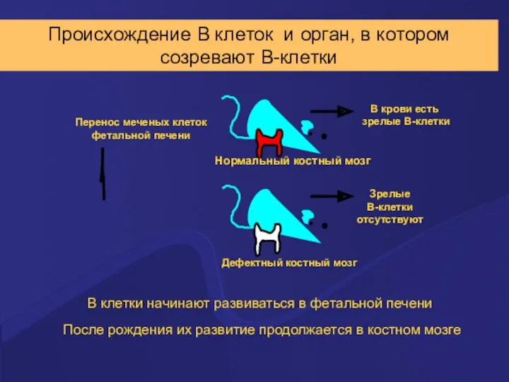 Происхождение В клеток и орган, в котором созревают В-клетки После