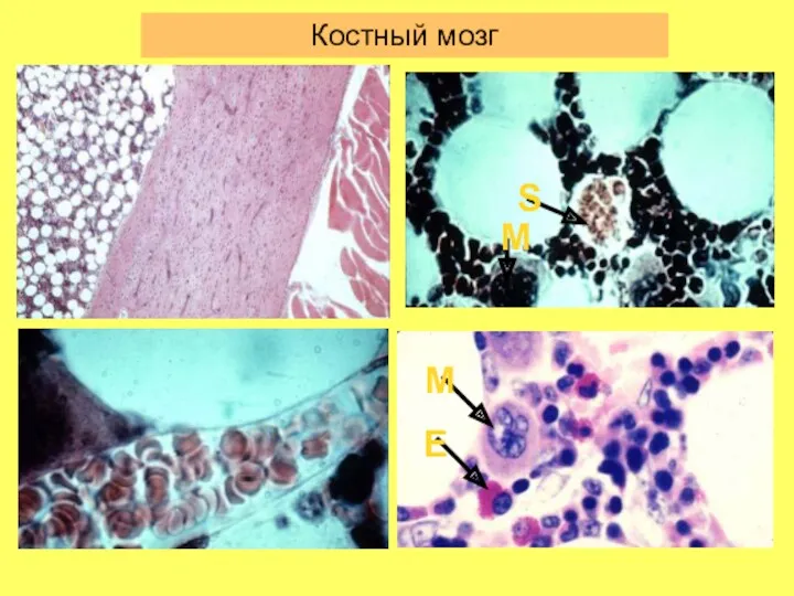 Костный мозг