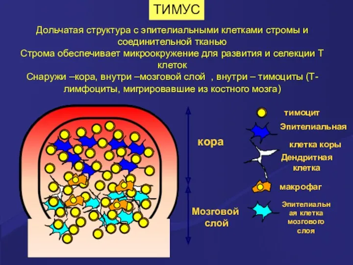 ТИМУС Дольчатая структура с эпителиальными клетками стромы и соединительной тканью