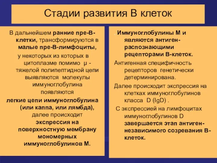 Стадии развития В клеток В дальнейшем ранние пре-В-клетки, трансформируются в