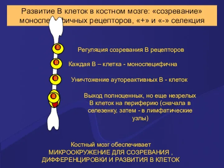 Развитие В клеток в костном мозге: «созревание» моноспецифичных рецепторов, «+»