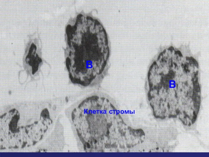 B B Клетка стромы