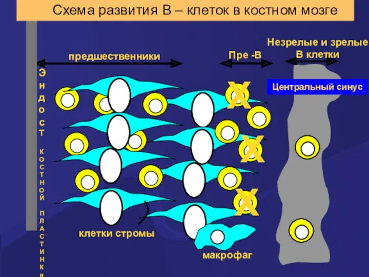 X X X Схема развития В – клеток в костном мозге