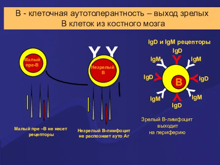 Y Y Y Y Y Y Зрелый В-лимфоцит выходит на