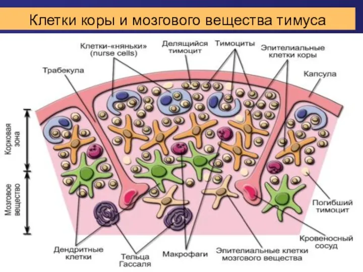 Клетки коры и мозгового вещества тимуса