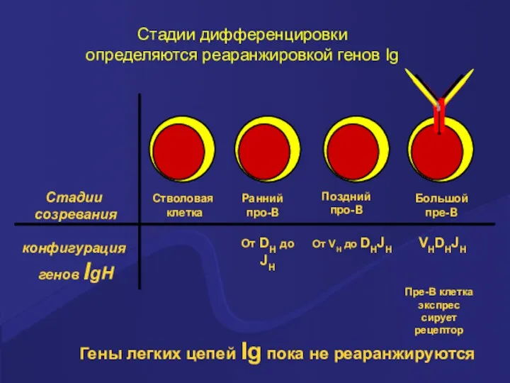 Стадии дифференцировки определяются реаранжировкой генов Ig Стадии созревания конфигурация генов