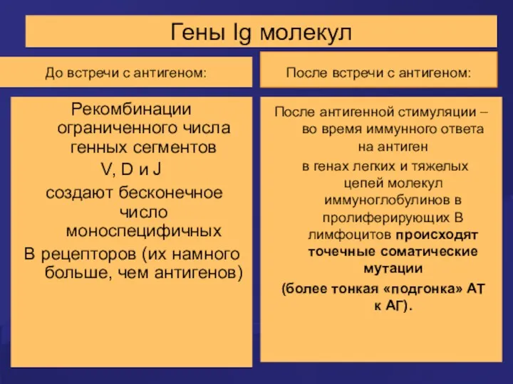 Гены Ig молекул До встречи с антигеном: Рекомбинации ограниченного числа