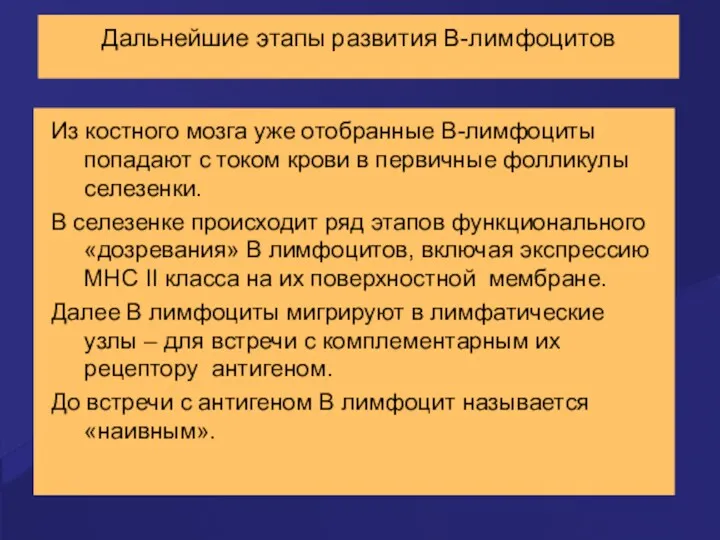 Дальнейшие этапы развития В-лимфоцитов Из костного мозга уже отобранные В-лимфоциты