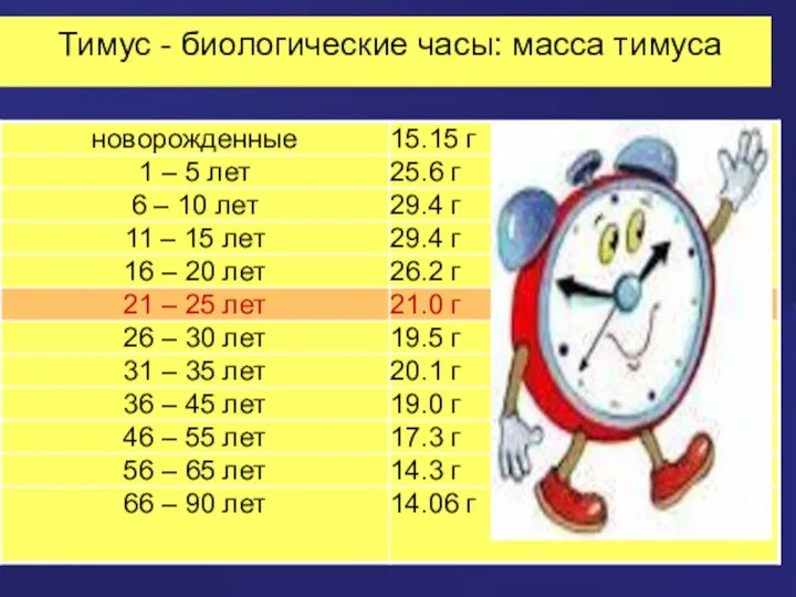 Тимус - биологические часы: масса тимуса