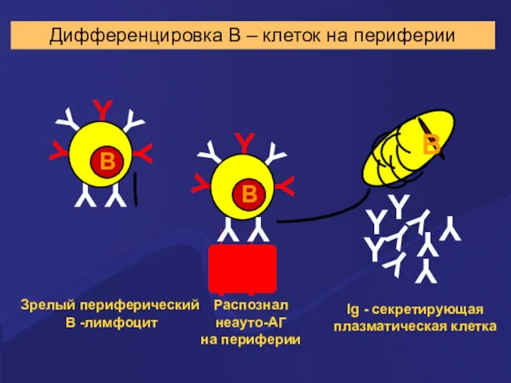 Распознал неауто-АГ на периферии Ig - секретирующая плазматическая клетка Дифференцировка