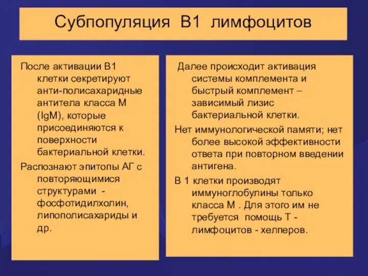 Субпопуляция В1 лимфоцитов После активации В1 клетки секретируют анти-полисахаридные антитела