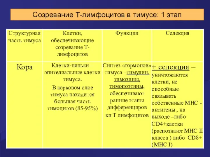 Созревание Т-лимфоцитов в тимусе: 1 этап