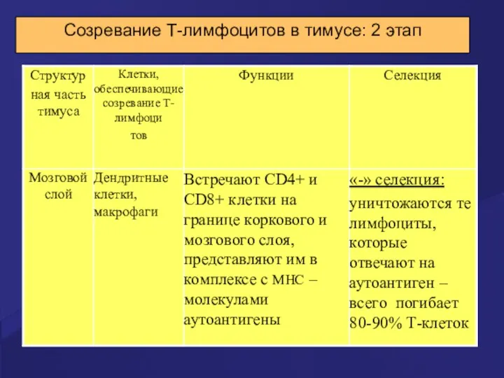 Созревание Т-лимфоцитов в тимусе: 2 этап