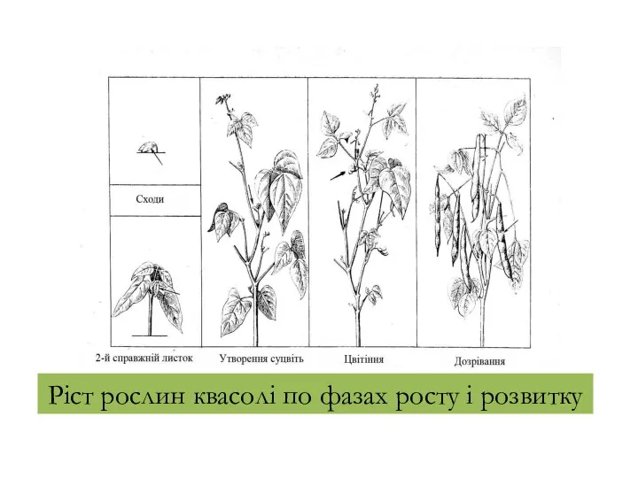 Ріст рослин квасолі по фазах росту і розвитку