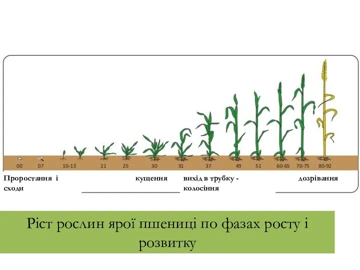 Ріст рослин ярої пшениці по фазах росту і розвитку