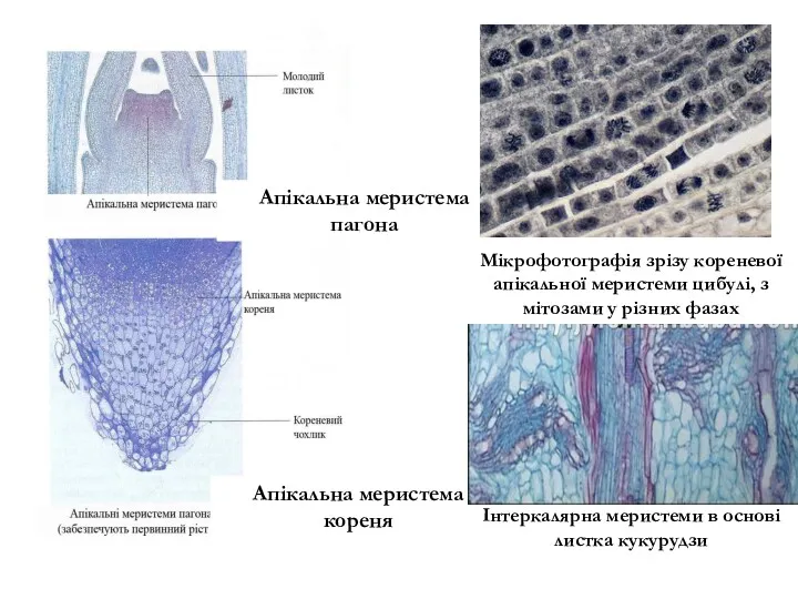 Апікальна меристема пагона Апікальна меристема кореня Мікрофотографія зрізу кореневої апікальної