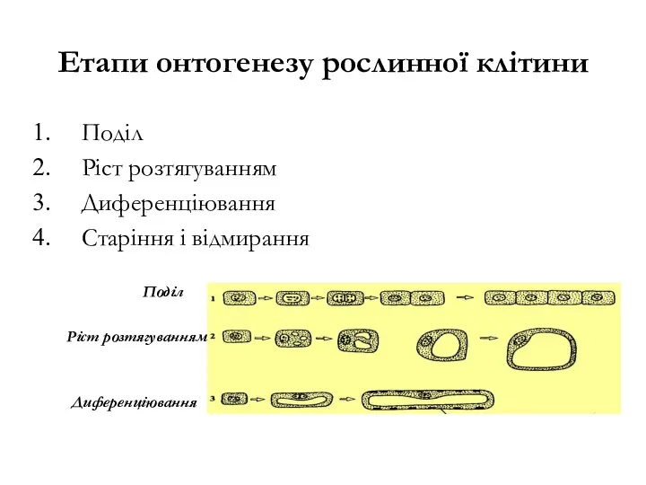 Етапи онтогенезу рослинної клітини Поділ Ріст розтягуванням Диференціювання Старіння і відмирання Поділ Ріст розтягуванням Диференціювання