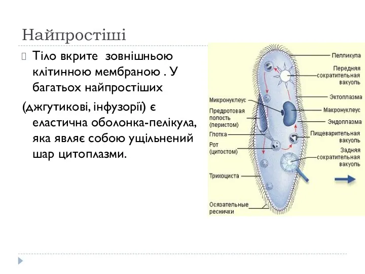 Найпростіші Тіло вкрите зовнішньою клітинною мембраною . У багатьох найпростіших